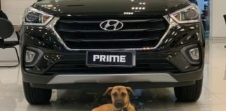 Hyundai Bayisi, Sahipsiz Köpeği İşe Aldı