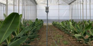 SmartMole’s: Kök ve suyun, gerçek zamanlı olarak konumlarını bildiren tarım girişimi