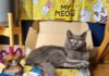 Yerli girişim WufWuf’tan kediler için oyuncak ve ödül mamalarından oluşan yeni ürün: My Meow