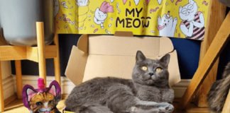 Yerli girişim WufWuf’tan kediler için oyuncak ve ödül mamalarından oluşan yeni ürün: My Meow